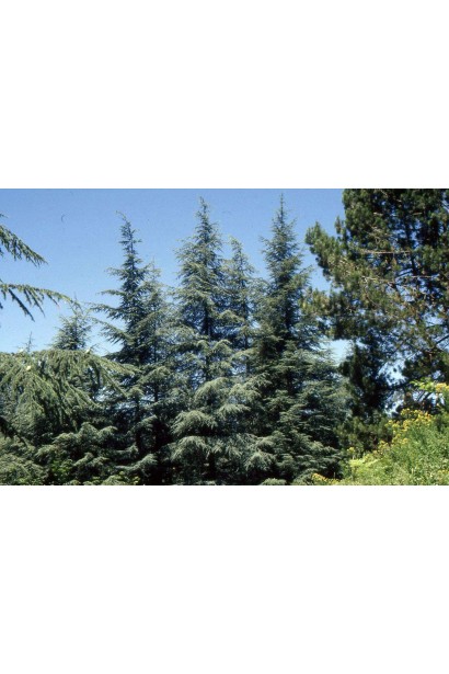 Кедр з сріблясто-блакитною хвоєю